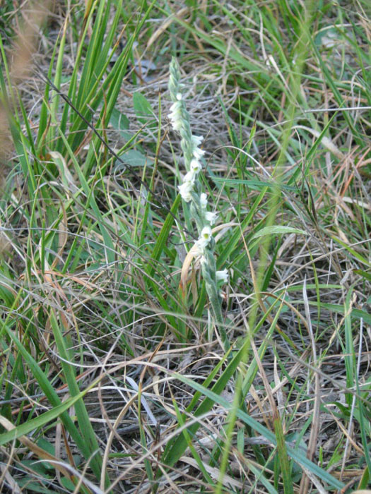 Occhio alle Spiranthes...